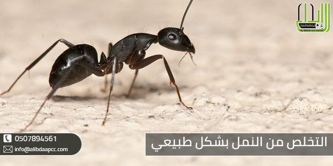 كيف يمكن التخلص من النمل بشكل طبيعي