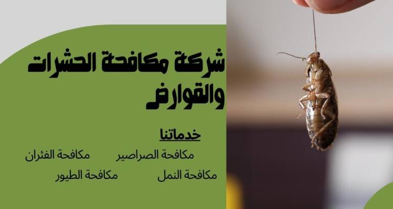 أسباب ظهور الصراصير وكيفية التخلص منها