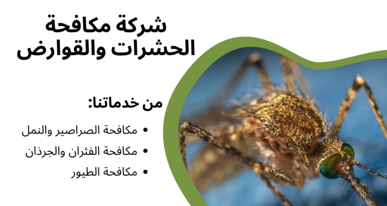 بق الفراش: أسباب انتشاره في أوروبا وكيفية المكافحة والوقاية