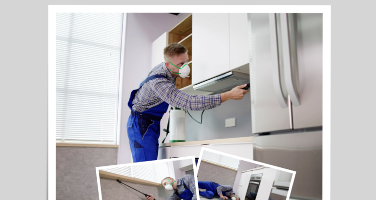 أهمية شركات مكافحة الحشرات ودورها في مكافحة النمل الأبيض