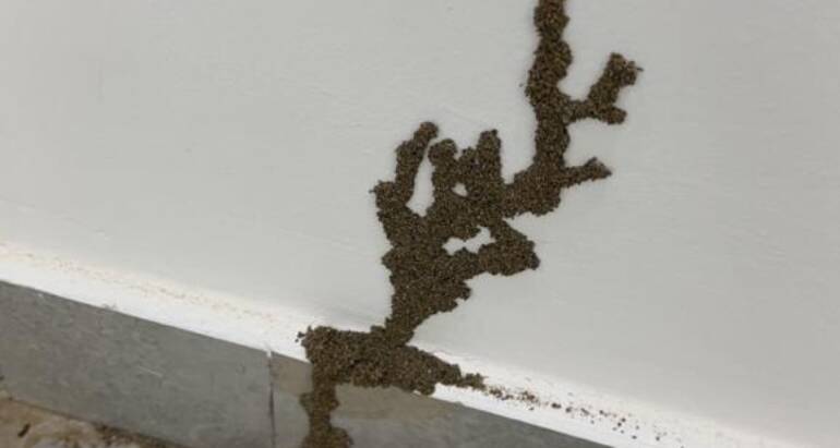 النمل الأبيض (الرمة) وطرق مكافحته في الإمارات العربية المتحدة وتأثيره على الأخشاب وأثاث المنزل