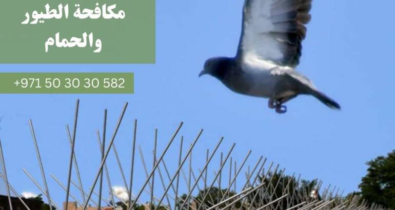 مكافحة الطيور والحمام: استراتيجيات فعالة للتخلص من المشكلة