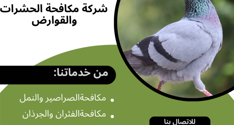 استقطاب الحمام في المنازل في الإمارات العربية المتحدة: أسبابه وآثاره السلبية