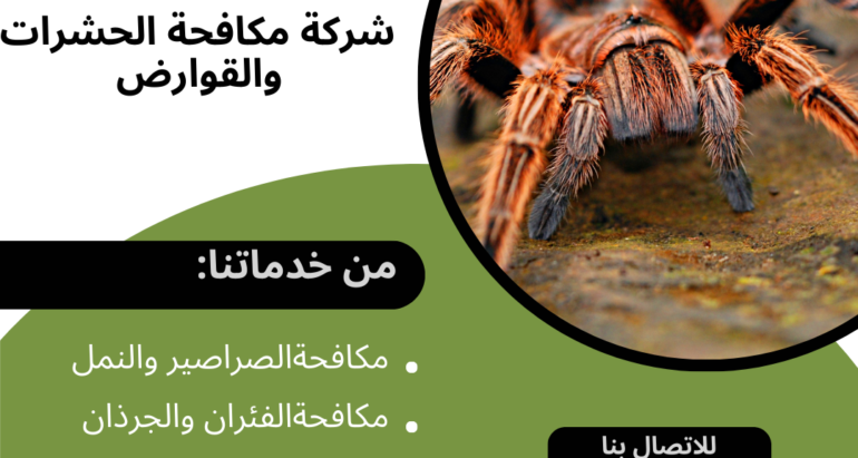 ظهور العناكب في الإمارات العربية المتحدة: أسباب وكيفية مكافحتها