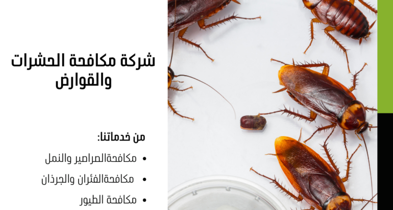 مضار الصراصير وكيفية مكافحتها بواسطة شركات مكافحة الحشرات