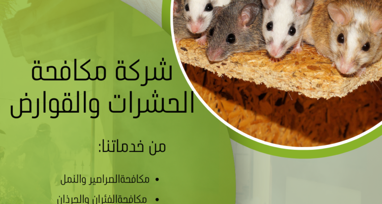 تحديات مكافحة الفئران في المناطق الصحراوية: الأسباب والحلول