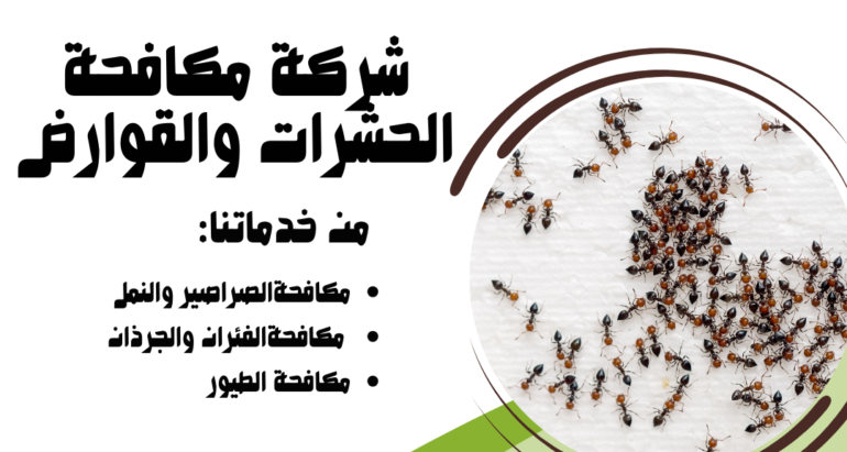 ظهور النمل في فصل الشتاء في الإمارات ودور شركات مكافحة الحشرات