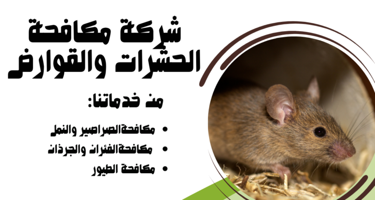استراتيجيات فعّالة للتخلص من الفئران في الفلل والمنازل