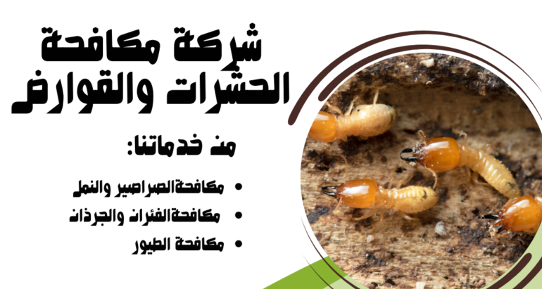 ظهور النمل الأبيض (الرمة): أسبابه ودور شركات مكافحة الحشرات في القضاء عليه