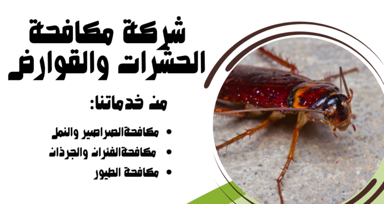 تفشي الصراصير في فصل الشتاء في دولة الإمارات ودور شركات مكافحة الحشرات في الحماية