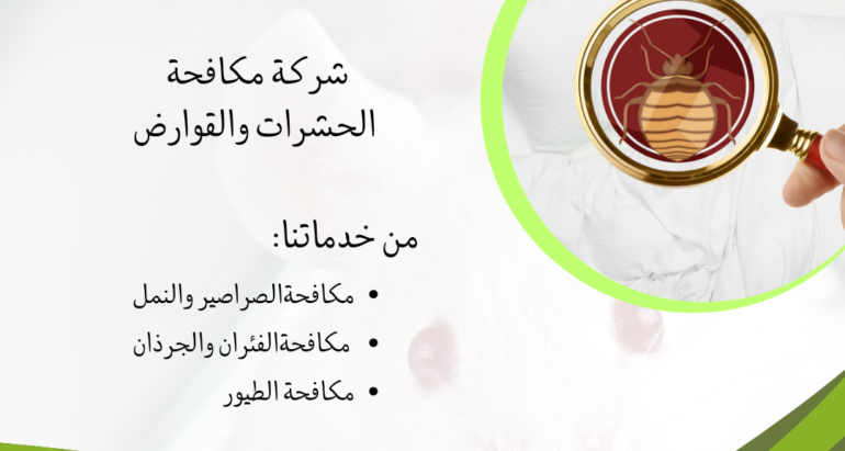 بق الفراش: مخاطره على الصحة العامة ودور شركات مكافحة الحشرات في القضاء والحماية