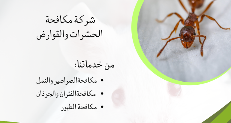 تأثير النمل على البيئة والطبيعة وسبل التحكم فيه