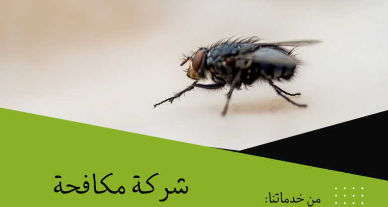 التحكم في انتشار الذباب: استراتيجيات فعّالة للمطاعم والمتاجر