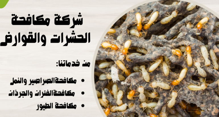 التصدي لتهديد النمل الأبيض في البيئة الصحراوية: استراتيجيات وحلول