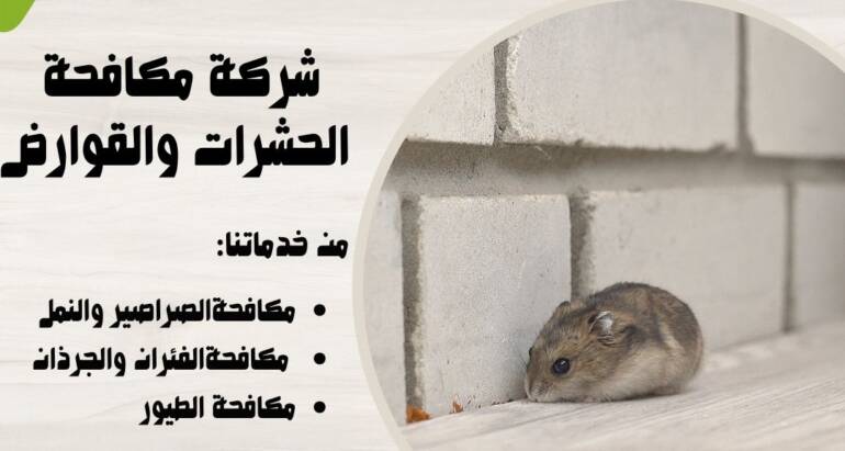 مكافحة الفئران وطرق شركات مكافحة الحشرات في القضاء عليها
