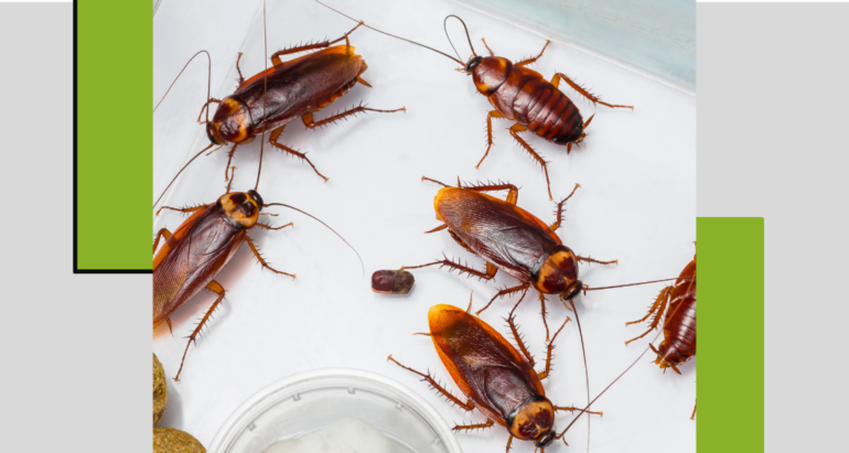 التصدي للصراصير وتأثيرها الضار على الصحة العامة