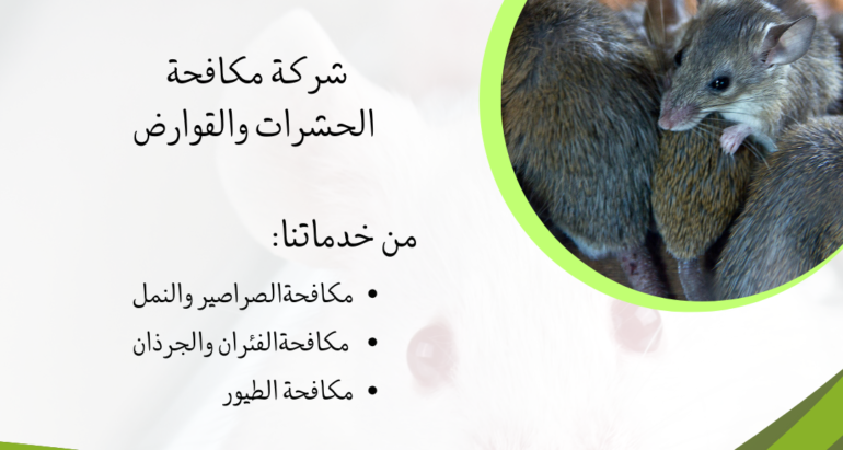 في مواجهة الفئران: كيف تحمي منزلك بطريقة مبتكرة ودور شركات مكافحة الحشرات