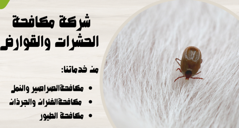 الأضرار الصحية لحشرة البرغوث وطرق مكافحتها والحماية منها ودور شركات مكافحة الحشرات