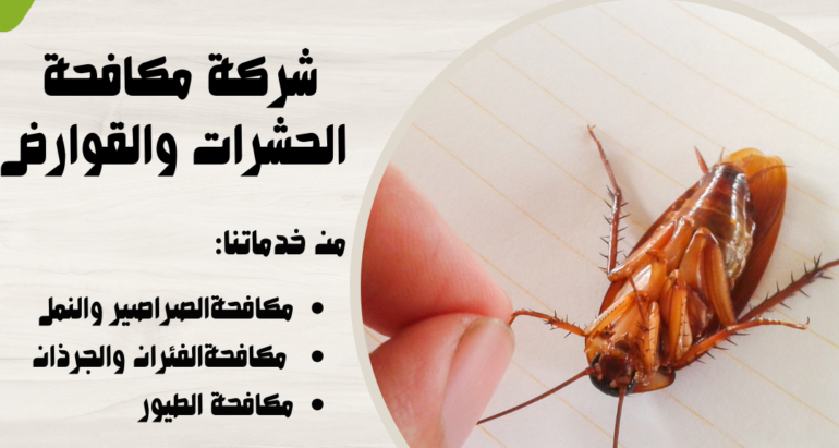 مكافحة الصراصير والوقاية منها: الطرق والإجراءات الفعّالة