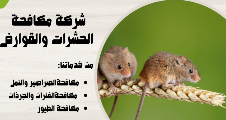 مكافحة الفئران في المنازل: الوقاية والتعامل مع الحشرات الضارة