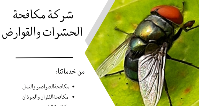 الذباب: خطر صغير وحلول فعّالة للتخلص منه