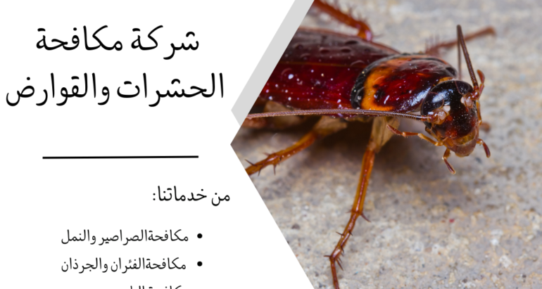 حماية المنزل من الحشرات: طرق فعّالة للقضاء على النمل والحشرات