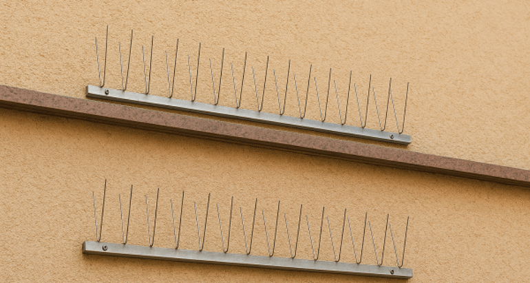 صيد الحمام في دبي