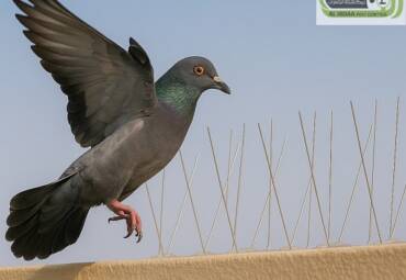 صيد الحمام في دبي