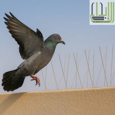 صيد الحمام في دبي